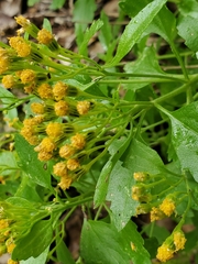 Perityle lindheimeri