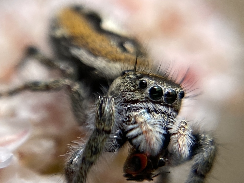 Phidippus californicus from Mission Trails Regional Park, San Diego, CA ...