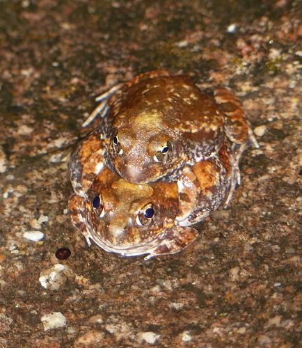 Tomopterna marmorata
