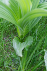 Veratrum album