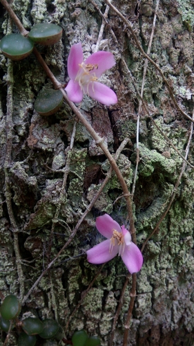 Medinilla sedifolia, photograph 3