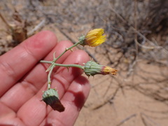 Malacothrix sonchoides