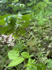 Galium concinnum