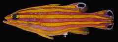Candy Basslet photo 4