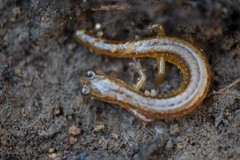 Eurycea multiplicata