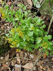 Perityle lindheimeri