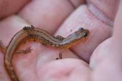 Eurycea multiplicata