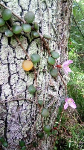 Medinilla sedifolia, photograph 4