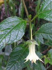 Jaltomata viridiflora