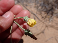 Malacothrix sonchoides