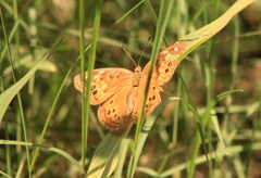 Asterocampa celtis antonia
