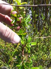 Cliffortia ferruginea