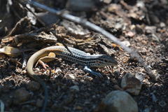 Aspidoscelis scalaris