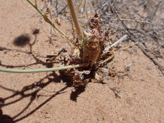 Malacothrix sonchoides