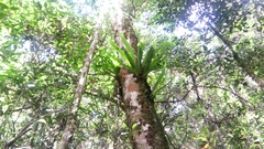 Thamnopteris