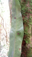 Thamnopteris