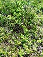 Cliffortia ferruginea