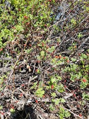 Rosa acicularis acicularis