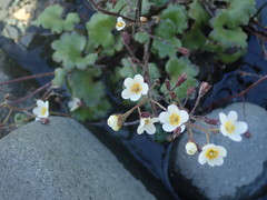 Romanzoffia sitchensis