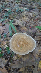 Microporellus dealbatus