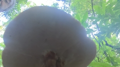 Microporellus dealbatus