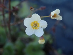 Romanzoffia sitchensis