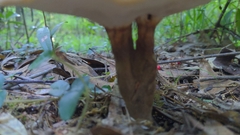 Microporellus dealbatus