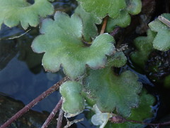 Romanzoffia sitchensis