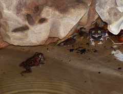 Tomopterna marmorata