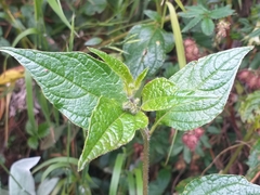 Jaltomata viridiflora