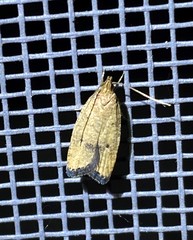 Psilocorsis quercicella