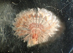Pseudopotamilla reniformis