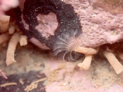 Pseudopotamilla reniformis