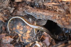 Eurycea multiplicata