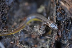 Eurycea multiplicata