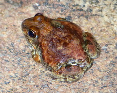 Tomopterna marmorata