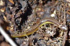 Eurycea multiplicata