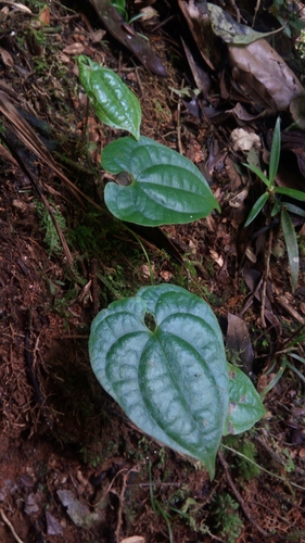 Dioscorea seriflora