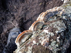Trametes versicolor