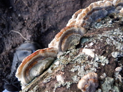 Trametes versicolor