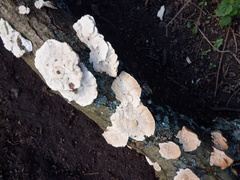Trametes versicolor