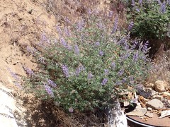 Lupinus fulcratus