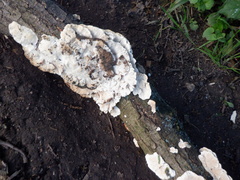 Trametes versicolor
