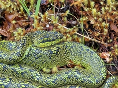 Bothriechis nubestris