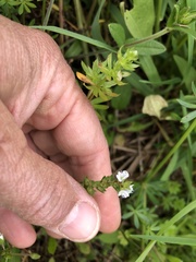 Veronica serpyllifolia