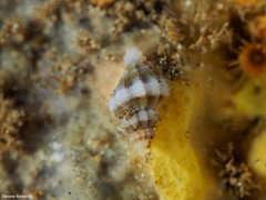Mangelia multilineolata