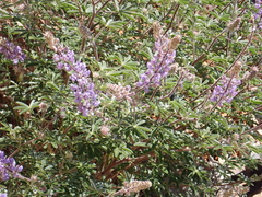 Lupinus fulcratus