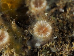 Polycyathus muellerae