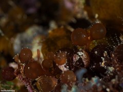 Botryocladia botryoides