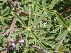 Lupinus fulcratus